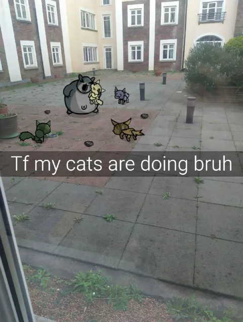 Tf my cats are doing bruh