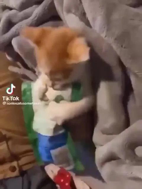 Котёнок яростно дерётся с бутылкой