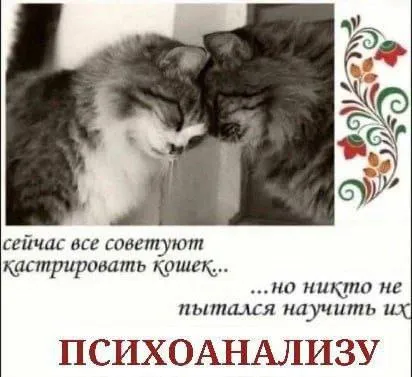 Кошки изучают психоанализ