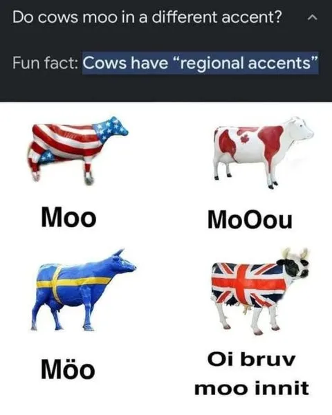 Cows Have Regional Accents