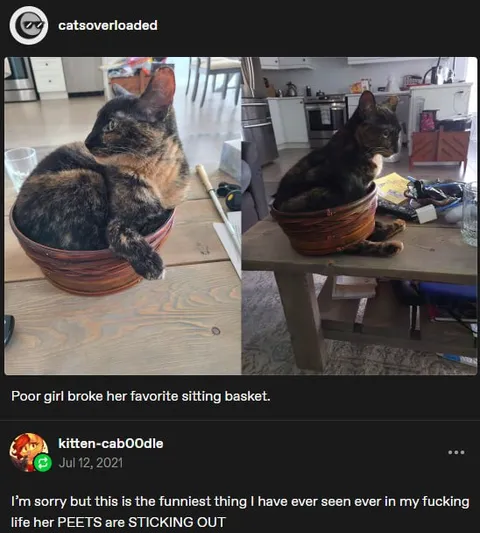 Cat Stuck in Broken Basket