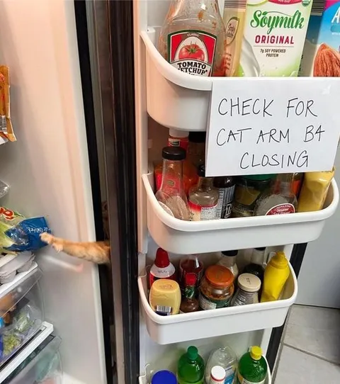 Cat Arm Reaches Through Fridge