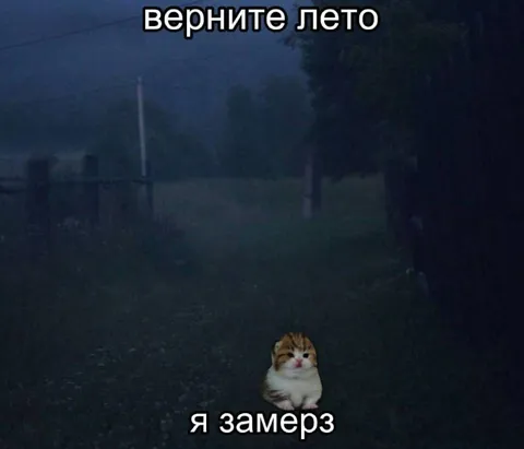 Кот просит вернуть лето