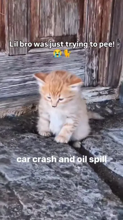 Kitten Gets Interrupted While Peeing