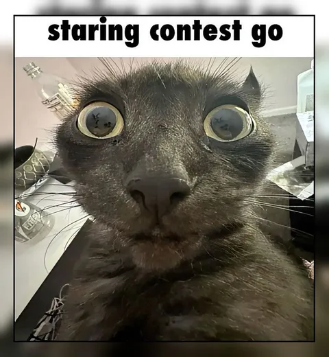 Staring Contest Go