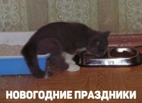 Новогодние праздники кота