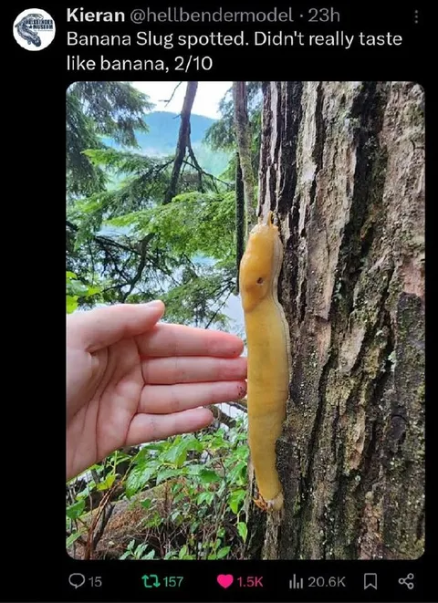 Banana Slug Tastes Like Banana