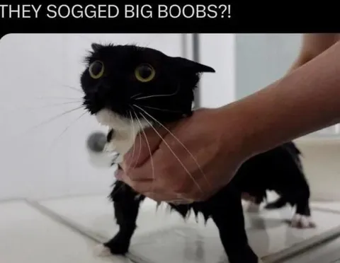 They Sogged Big Boobs Cat