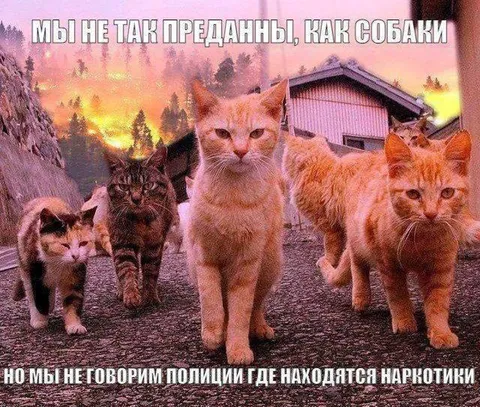 Коты не сдают наркотики