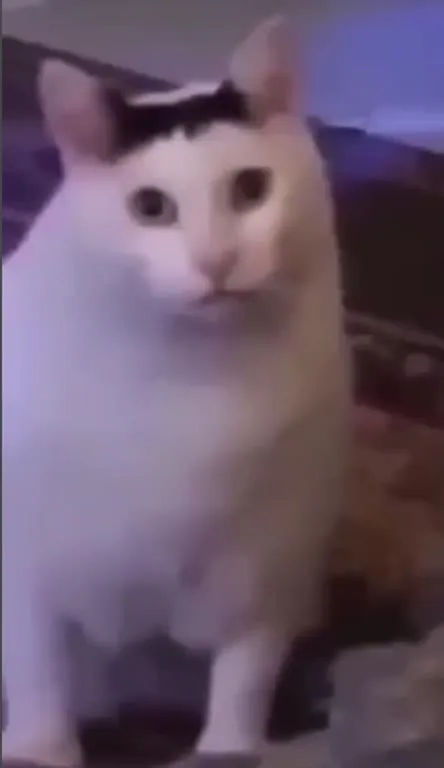 Кот пристально смотрит