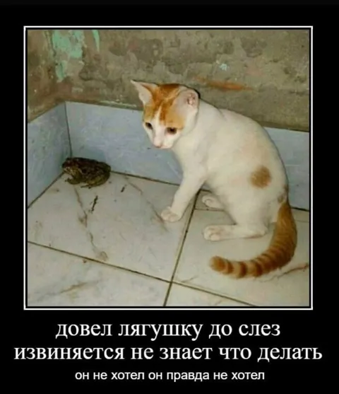 Кот довел лягушку до слез