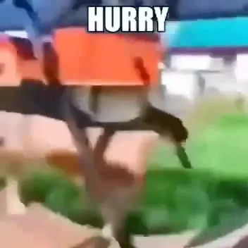 Hurry Gator Lat Doc Reapplied