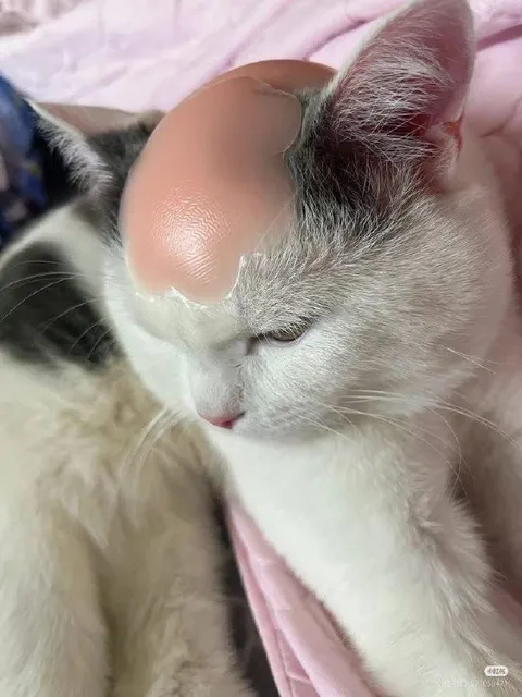 Кот с огромным лбом