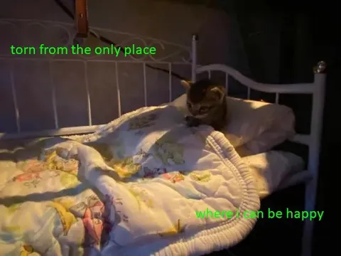 Cat Finally Finds Happiness