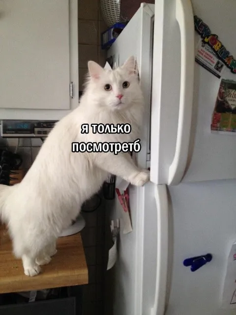 Я только посмотреть в холодильник