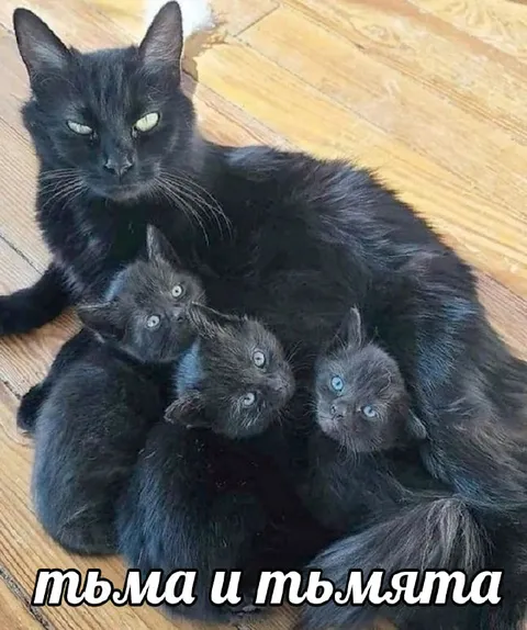 Тьма и тьмята