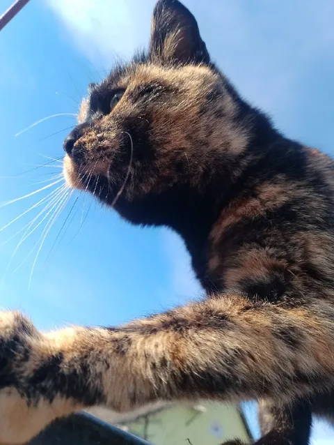 Кот смотрит свысока