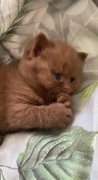 Котёнок пытается уснуть