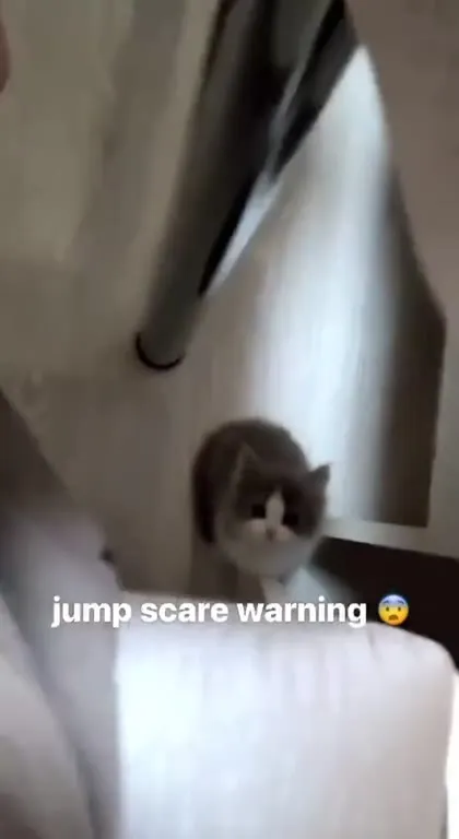 Kitten Jump Scare Warning