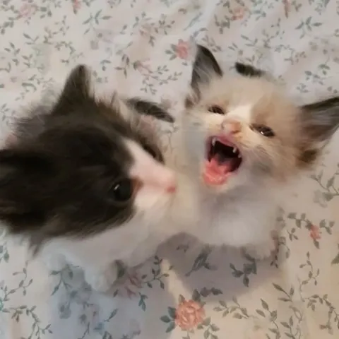 Котёнок кричит на котёнка