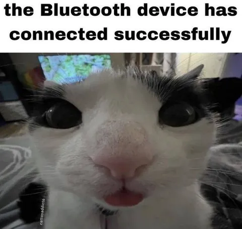 Bluetooth Connected Cat