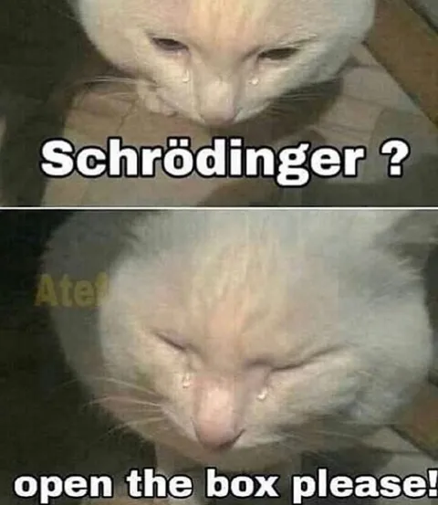 Schrödinger Cat Opens the Box