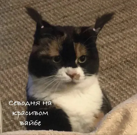 Кот на красивом вайбе
