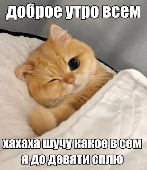 Кот спит до девяти