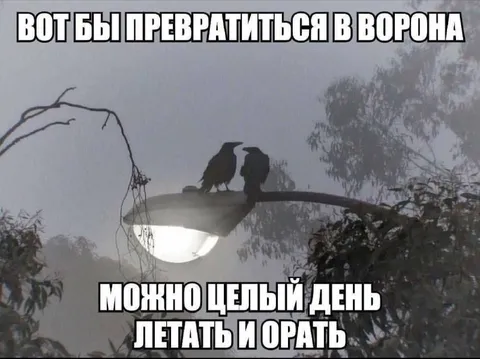 Превратиться в ворона и орать