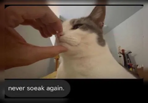 Never Sneak Again Cat