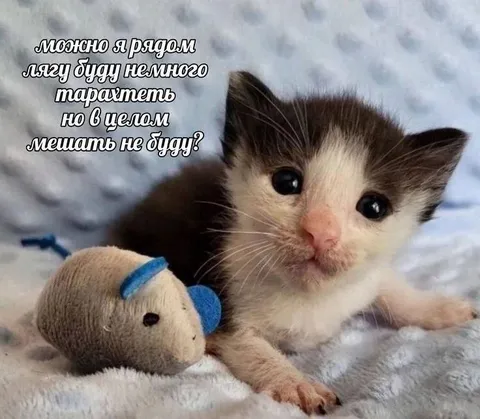 Котёнок обещает не мешать