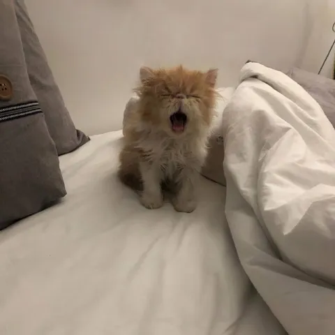 Котёнок кричит на кровати