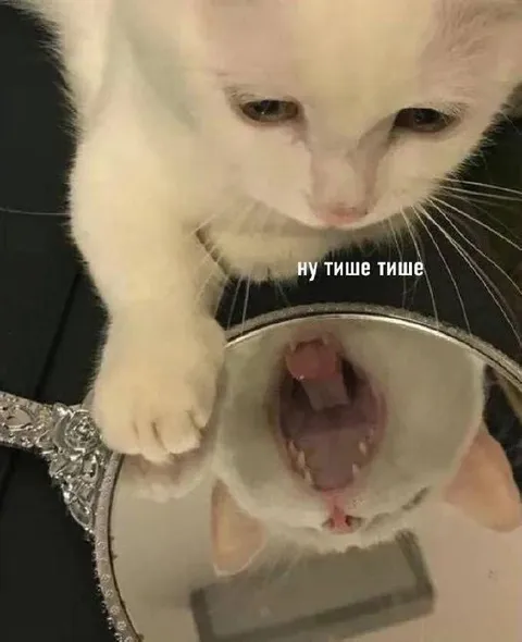 Кот просит говорить тише