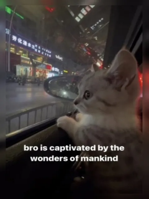 Kitten Captivated by City Lights