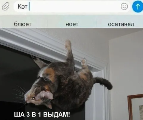 Кот сейчас выдаст ответ