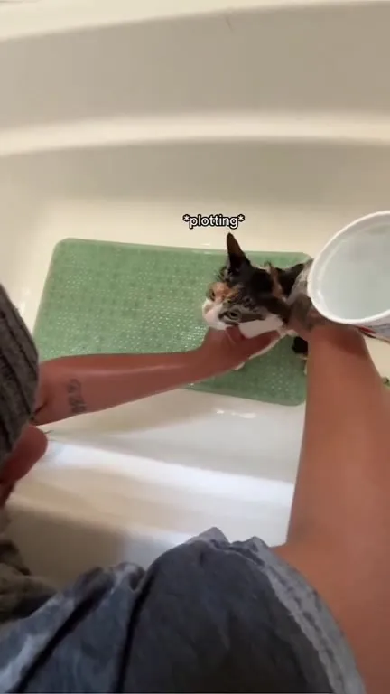 Cat Launches From the Bathtub