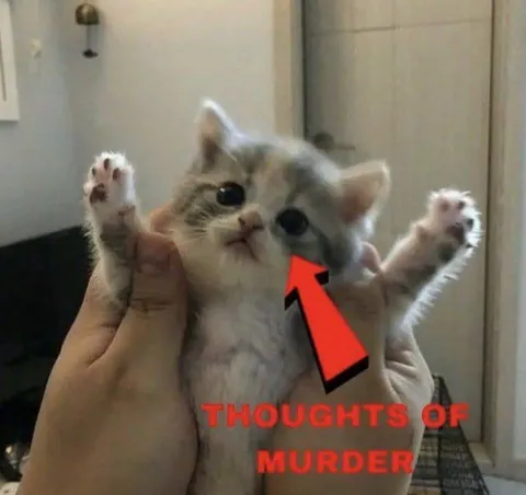 Kitten Thoughts of Murder
