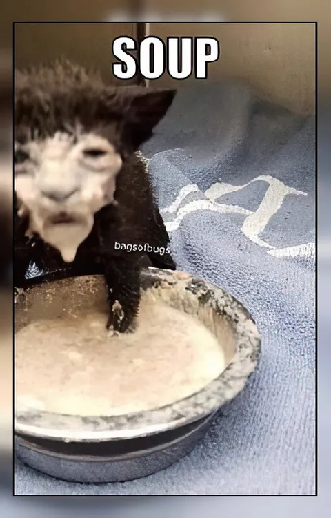 Soup Creature in a Bowl