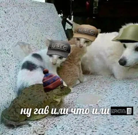 Ну гав или что или