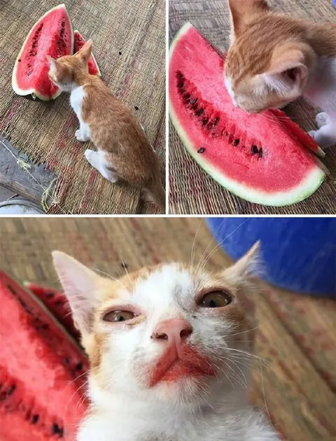 Кот, объевшийся арбуза