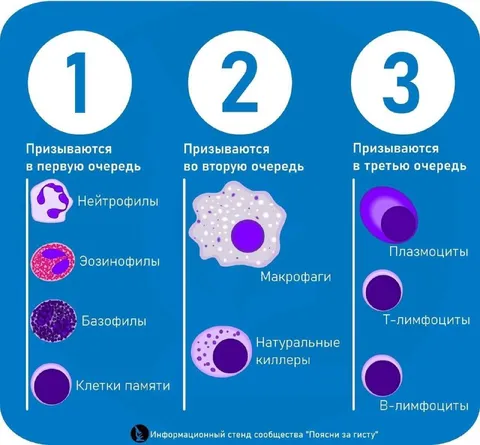 Порядок призыва клеток иммунитета