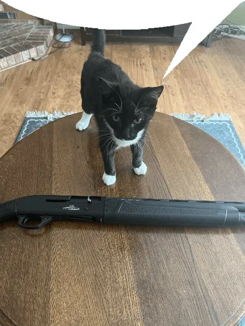 Кот с ружьём