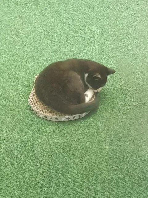 Кот свернулся на когтеточке
