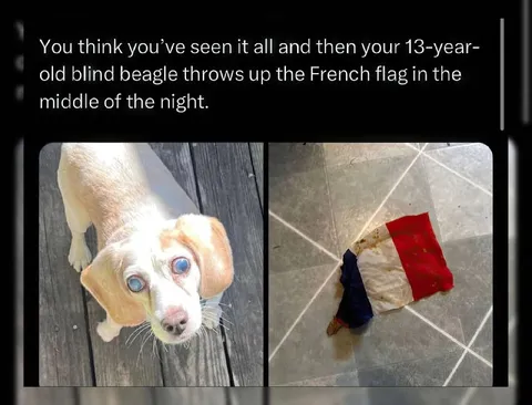 Blind Beagle Throws Up French Flag