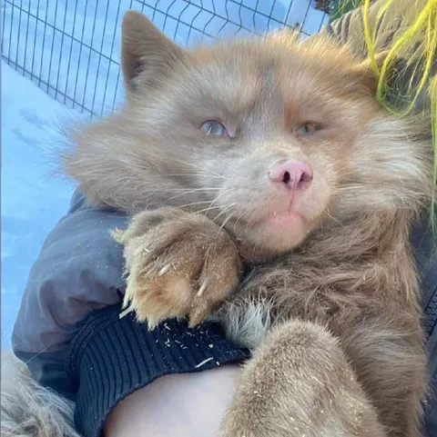 Уставший кот с прищуром