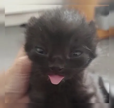 Котёнок показывает язык