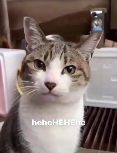 Cat Laughing at the Camera