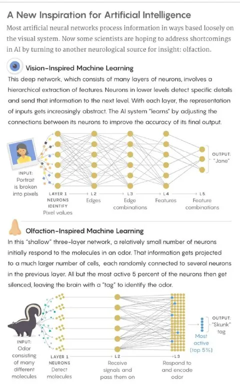 Olfaction-Inspired Machine Learning