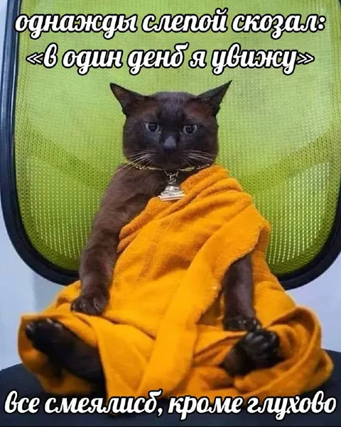 Слепой кот пошутил про день