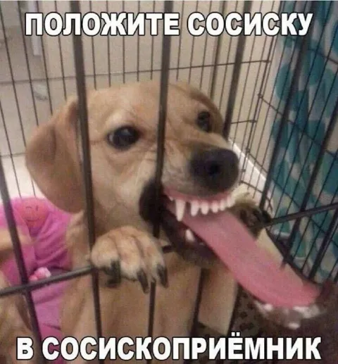 Собака в сосископриёмнике